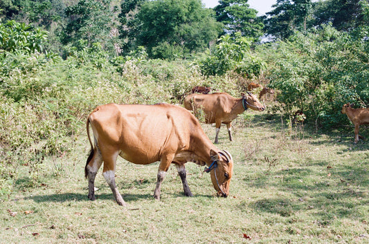 Grazing Film Print