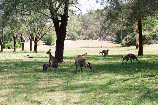 Kangaroo Film Print